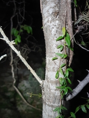 Phyllostylon brasiliense