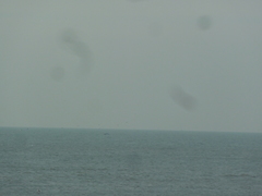 Megaptera novaeangliae