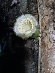 Cereeae