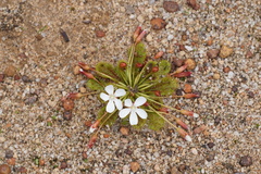 Drosera bulbosa