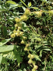 Agrimonia pilosa