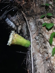 Cereeae