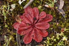 Drosera rosulata