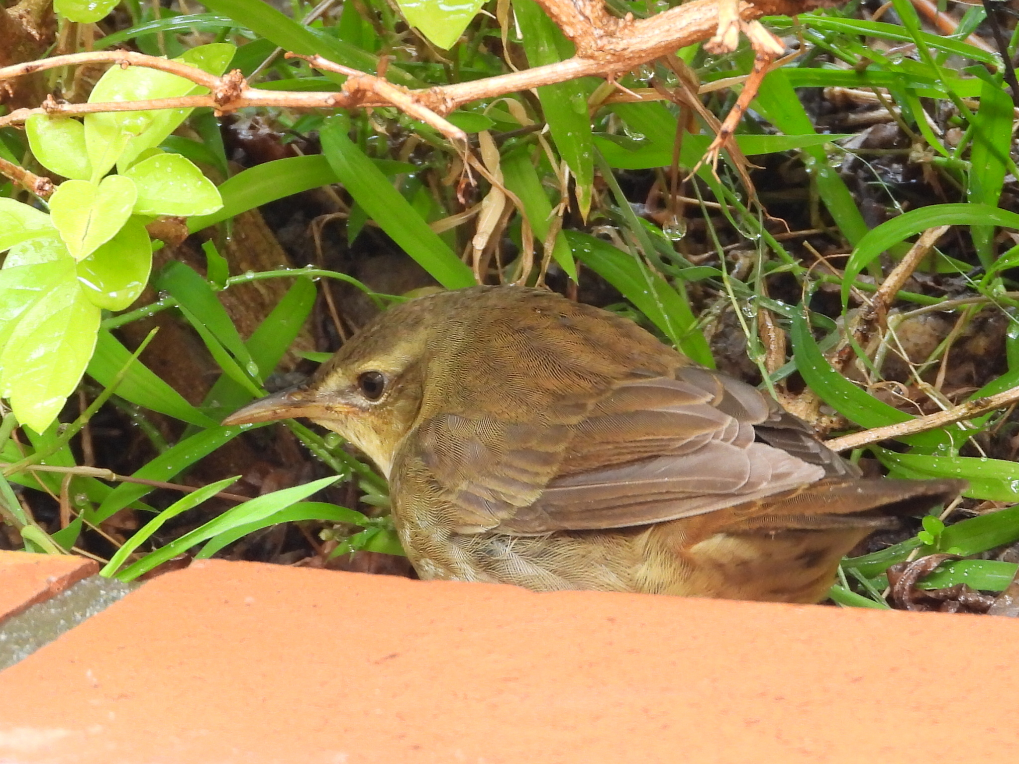 Middendorff's Grasshopper Warbler
