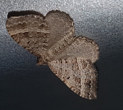 Chrysolarentia subrectaria