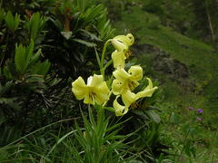 Lilium kesselringianum