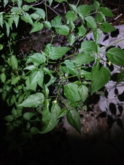 Capsicum annuum glabriusculum