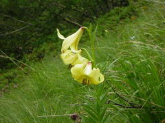 Lilium kesselringianum