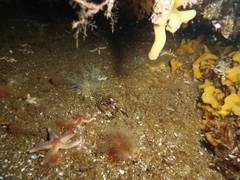 Sagartiogeton undatus