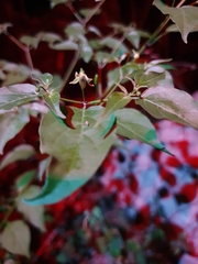 Capsicum annuum glabriusculum