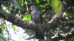 Columba elphinstonii