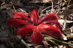 Drosera collina
