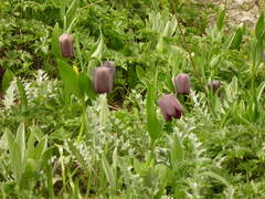 Fritillaria latifolia