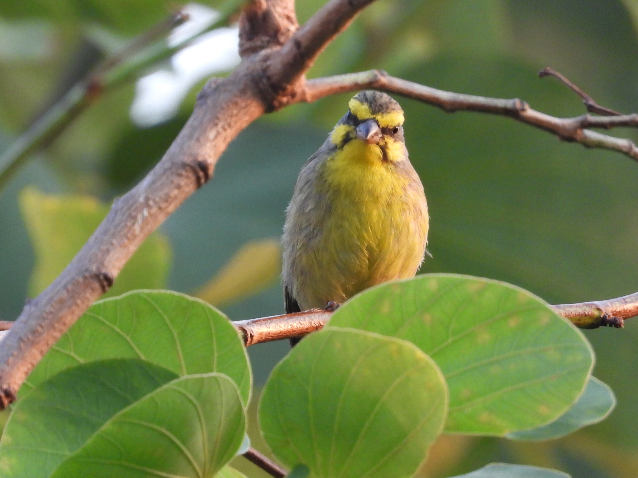 Yellow-fronted Canary
