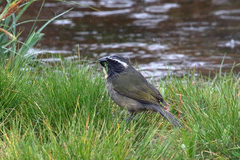 Saltator maxillosus