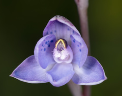 Thelymitra × truncata