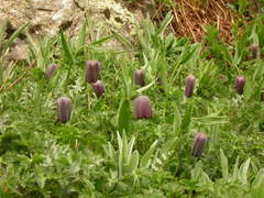 Fritillaria latifolia