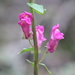 Snapdragons - Photo (c) claudio_marques, some rights reserved (CC BY-NC), uploaded by claudio_marques