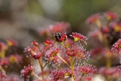 Drosera stolonifera
