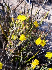Hibbertia virgata