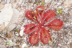 Drosera rosulata
