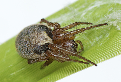 Genus Leviana · iNaturalist