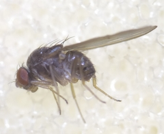 Drosophila testacea