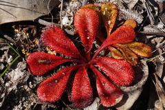Drosera rosulata