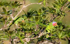 Geoffroyus geoffroyi