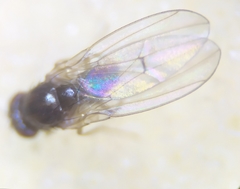 Drosophila testacea