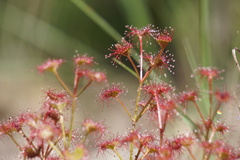 Drosera stolonifera