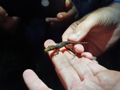 Anolis bahorucoensis