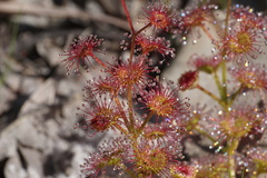 Drosera stolonifera