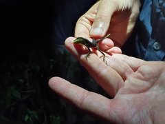 Anolis bahorucoensis