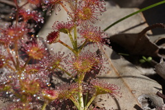 Drosera stolonifera