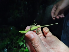 Anolis bahorucoensis