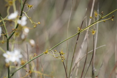 Drosera gigantea