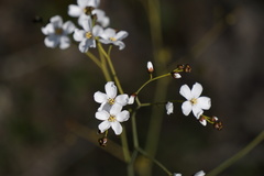 Drosera gigantea
