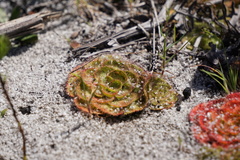 Drosera zonaria