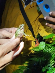 Eleutherodactylus nortoni