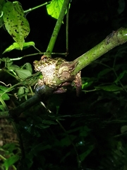 Eleutherodactylus nortoni