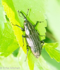 Sphenophorus australis