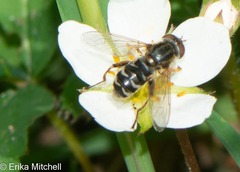 Anasimyia anausis