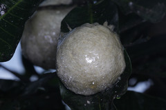 Polypedates leucomystax