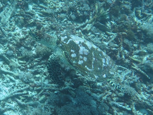 Hawksbill Sea Turtle — seen at this dive site