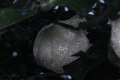 Polypedates leucomystax