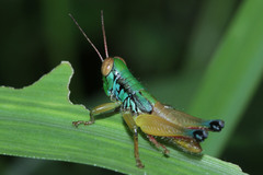 Caryanda spuria
