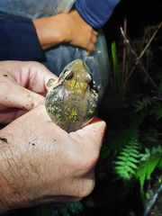 Eleutherodactylus inoptatus