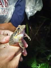 Eleutherodactylus inoptatus