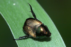 Popillia biguttata